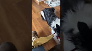 Border collie female nervous aggression humans and dogs [upl. by Arbe269]