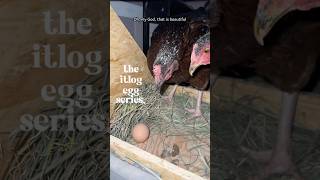 Part 1 Surprise chickens lay pullet first eggs in backyard chicken coop papamilya papanelson [upl. by Lema661]