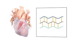 PhotoFix PhotoOxidation vs Glutaraldehyde Fixation [upl. by Odrude]