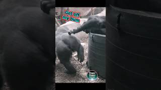 Get Off My Bum FunnyAnimals 😂🦍 [upl. by Tarrsus481]