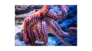 Octopuses The Masters of the Ocean [upl. by Delano741]