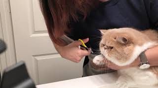 Exotic Shorthair cat getting nail trim [upl. by Naehs]