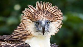 The Great Philippine Eagle Sound [upl. by Litta]