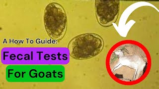 How To Do Fecal Tests On Your Goats and Sheep [upl. by Nnaacissej434]