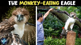 Philippine Eagle  The MonkeyEating Eagle [upl. by Ynnig]