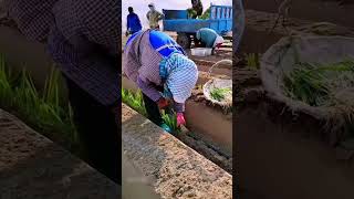 Planting green onions farmingenjoyrurallifenatureruralliferurallifevegetablesagriculture [upl. by Estrin434]