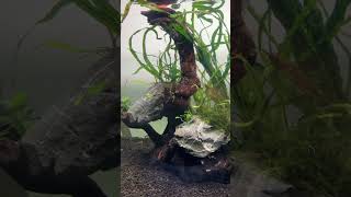 Tank Rescape aquarium aquascape guppy neontetra [upl. by Blim]