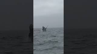 Humpbacks foraging and frolicking in Monterey Bay [upl. by Colleen]