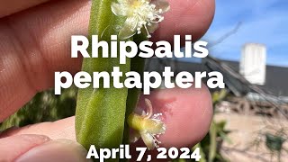 Rhipsalis pentaptera [upl. by Yknip]