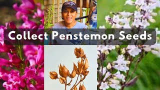 How To Collect Save Penstemon Beardtongue Seeds [upl. by Epstein]