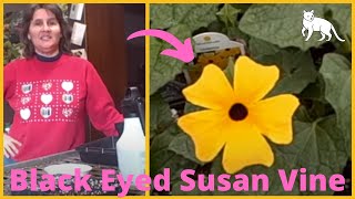 How to Grow Thunbergia Black Eyed Susan Vines from seed  Seed Starting Indoors [upl. by Jabe]