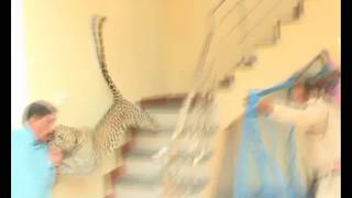 Leopard attacks residents of a house in India in sheer panic as it gets trapped inside [upl. by Sola807]