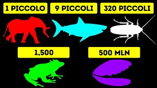 Quali Sono Gli Animali Che Si Riproducono Di Più [upl. by Ahseki]