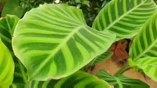 How to save CalatheaA complete Care guideNow I know how to save it [upl. by Thorin755]