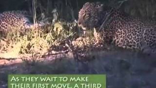 leopard family fight grandma takes action [upl. by Aisya]