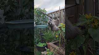 Mischievous Raccoon Steals Bird Food [upl. by Cas]