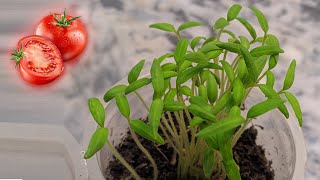 Tomato seed Germination  How to grow tomato at home [upl. by Llerret917]