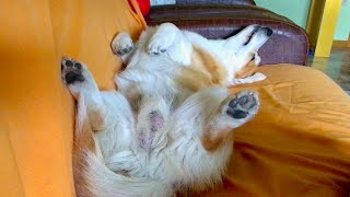 Corgi Dreaming 🌝 [upl. by Chicoine]