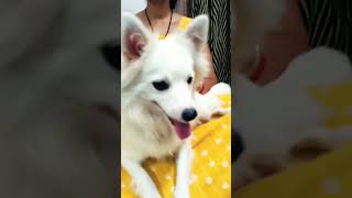 doglover animalslover cute comedy funny trending viralshort reels video [upl. by Samohtnhoj845]