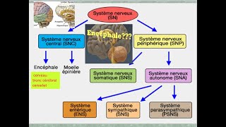 Organisation du système nerveux et du neurone  Cours de Biologie [upl. by Annor]