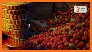 Smart Farm  High yielding tomato varieties in Kajiado [upl. by Jodoin]