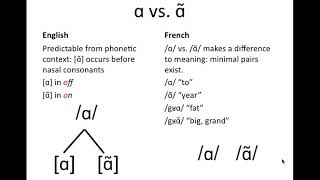 Phonemeallophone examples [upl. by Etteiram449]