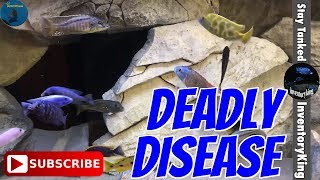 This Deadly Disease Can Wipe Out Your Fish [upl. by Inajna962]