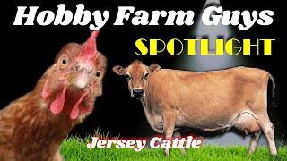 HFG Farm Animal Spotlight Jersey Cattle [upl. by Ara]