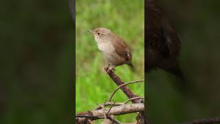 Beautiful House Wren Showcases Preening Skills on Wood Pile Perch [upl. by Almire96]