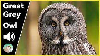 Great Grey Owl  Sounds [upl. by Kahcztiy]