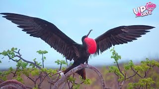 Menakjubkan 4 BURUNG DENGAN KEMAMPUAN TERBANG PALING CEPAT DI DUNIA UpdatePro [upl. by Assylem]