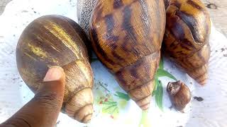 Snail farming in small scale for everyone Escargot [upl. by Noj]