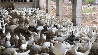 Pakistan Poultry Farm  Pakistan Production  Pakistan farming  part 11 [upl. by Cavuoto752]