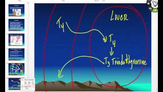 Functons of thyroid hormone and SS of Hypohyperthyroidism [upl. by Etteiluj]