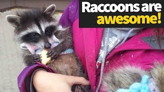 Funny Raccoon Compilation 2019  Hilarious Raccoons [upl. by Cryan662]