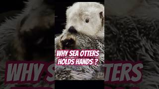 quotWhy Do Sea Otters Hold Hands Reason Behind This SeaOtters animalfacts NatureFacts CuteAnimals [upl. by Nairad]