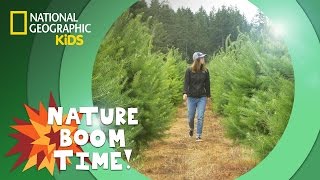 Christmas Tree Farm 🎄  Nature Boom Time  natgeokids [upl. by Johan]