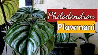 Philodendron Plowmanii [upl. by Mortie]