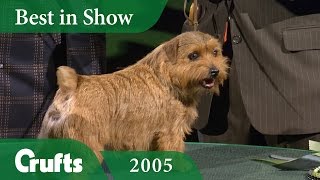 Norfolk Terrier wins Best In Show at Crufts 2005  Crufts Dog Show [upl. by Ahsitahs617]