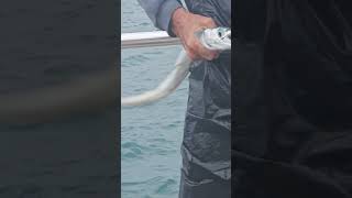 garfish fishing trending islandlifefishing ofwlife catchingfish amazing [upl. by Ocisnarf352]