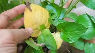 How to Care when Pothos leaves getting pail in November  money plant [upl. by Colburn]