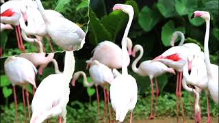 Wild Life DOCUMENTARY Flamingoes [upl. by Faires]