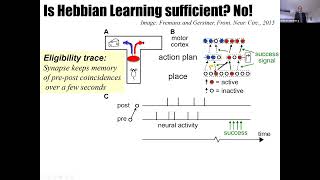 Wulfram Gerstner  Surprise Curiosity and Reward from Neuroscience to AI  EPFL Virtual Symposium [upl. by Seitz]