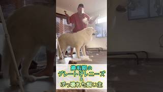 【あるある⁉︎超大型犬グレートピレニーズの年2回の換毛期に壊れる飼い主】🐻‍❄️💭 shorts [upl. by Grand]