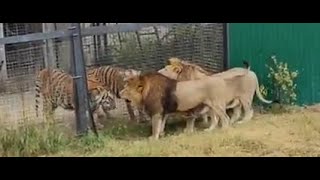 Siberian Tiger vs Lion2 Male Tigers vs 2 Male Lions [upl. by Imot]