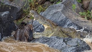 Huge crocodile kills wildebeest [upl. by Lune285]