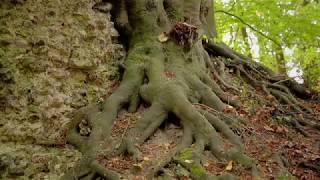 Les Arbres remarquables des forêts de Rouen [upl. by Furey803]