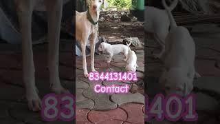 Rajapalayam Puppy dog sale in Tamilnadu Kerala palakkad karur Tiruppur namakkal salem Bangalore ooty [upl. by Ruby]