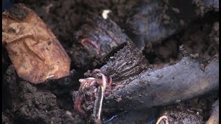 Video Class Vermicomposting  Worm Care Basics [upl. by Lovell973]