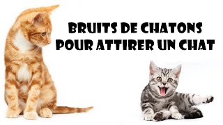 Bruits de chatons pour attirer un chat [upl. by Dolloff]